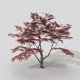 Maple Tree/ Autumn - Dynamic