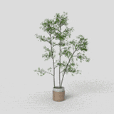 Potted 008_ dynamic