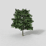 Background Tree 10-Dynamic