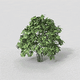 Background Tree 16 -Dynamic