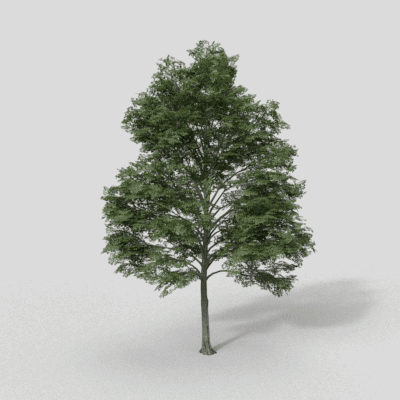 Tree Background 3D Model