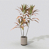 朱蕉_动态