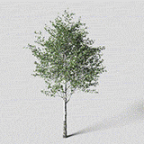 White Birch Tree, Dynamic