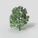 Background Tree 09-Dynamic