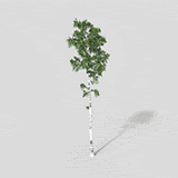 背景树12_动态